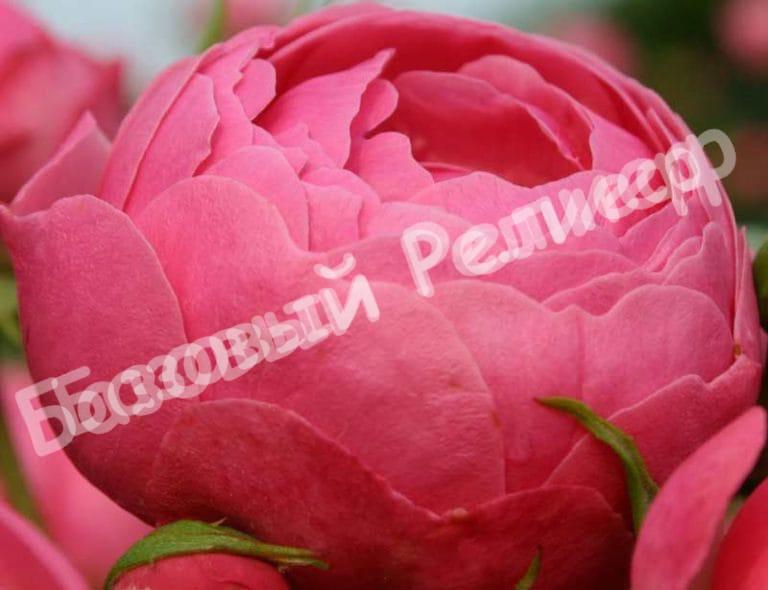 Роза Помпонелла