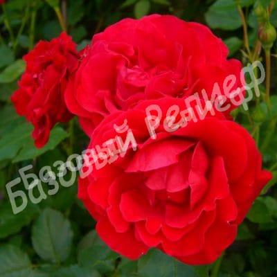 Роза Блэк Черри