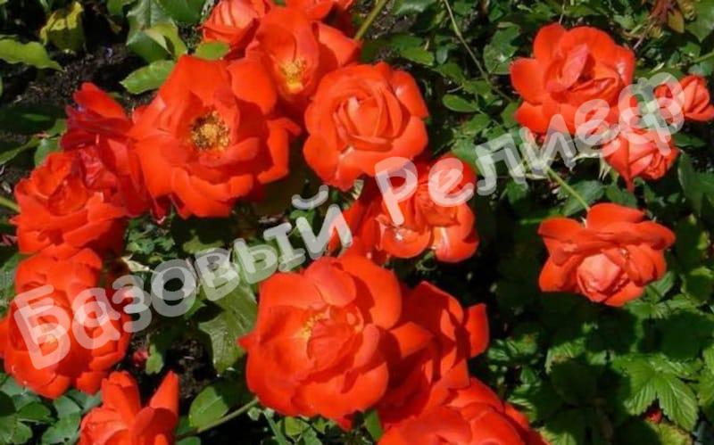 Роза Оранж Сенсейшн