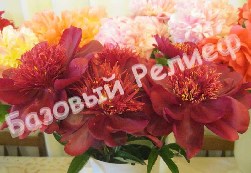 Пион Бандмастер