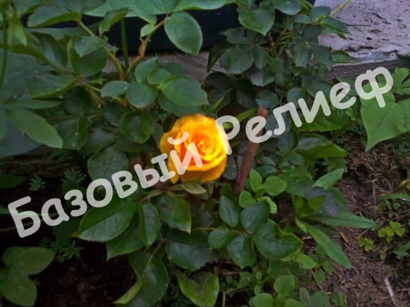 Роза Сан Сити
