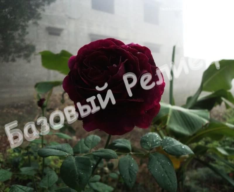 Роза Черный принц