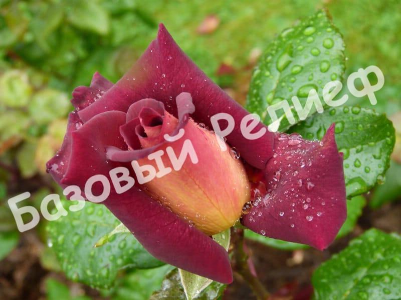 Роза Эдди Митчел