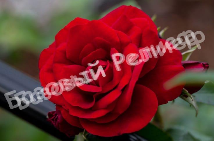 Роза Амадеус
