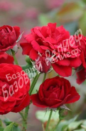 Роза Нина Вейбул