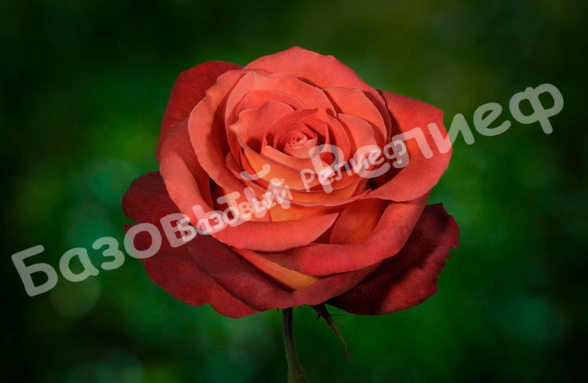 Роза Кофе Брейк