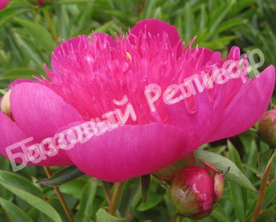 Пион Изи Лавендер