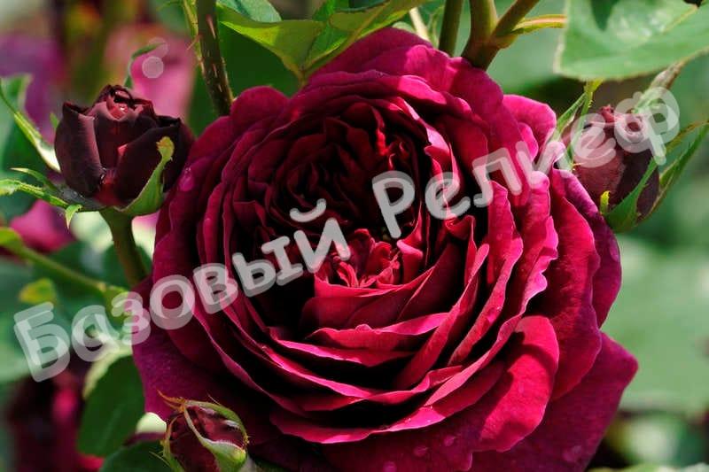 Роза Принц