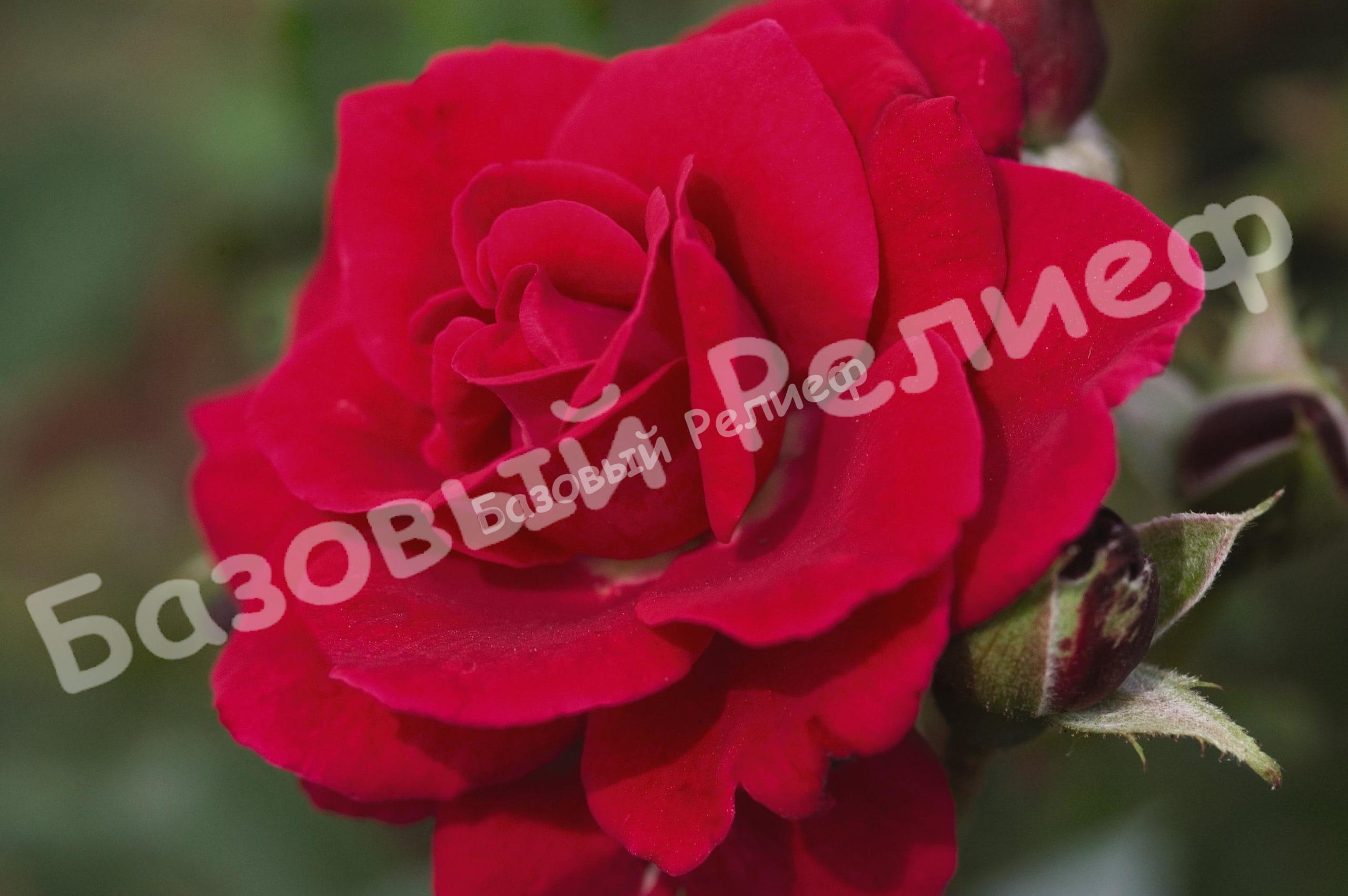 Роза Супер Хиро
