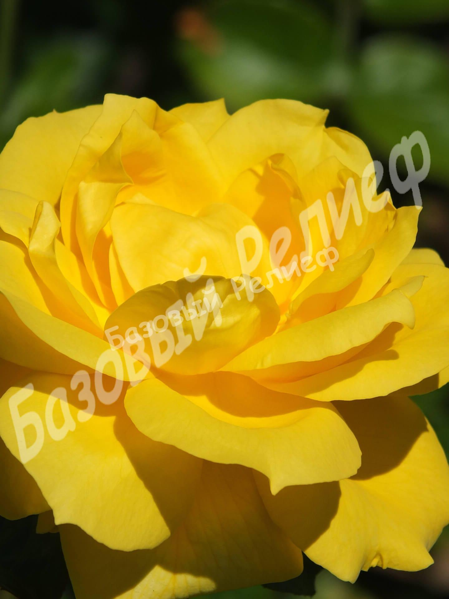 Роза Ландора