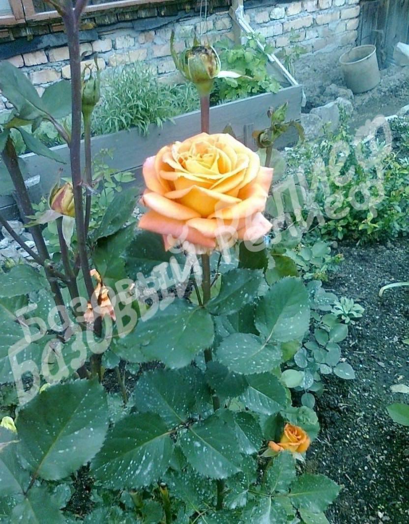 Роза Экзотика
