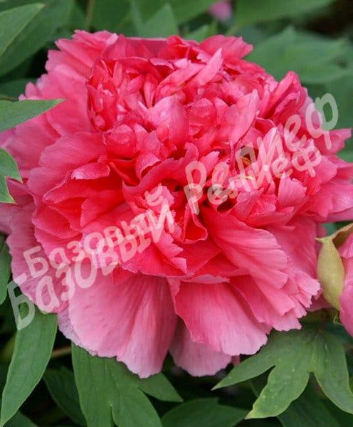 Пион Коралловый Алтарь