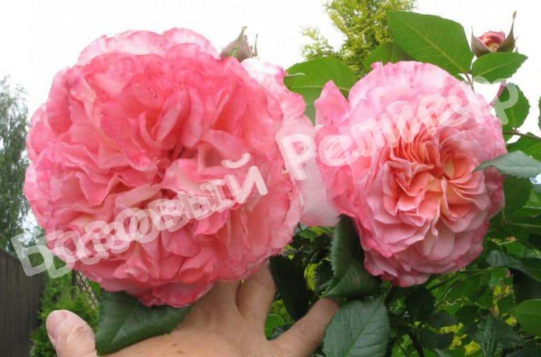 Роза Августа Луиза