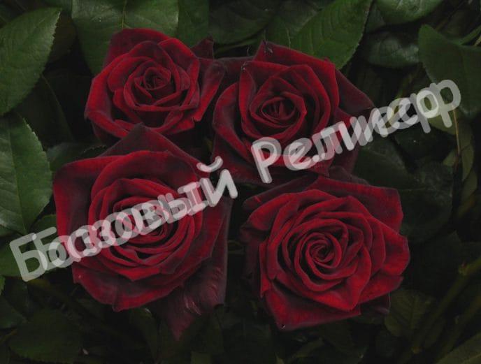 Роза Черная магия