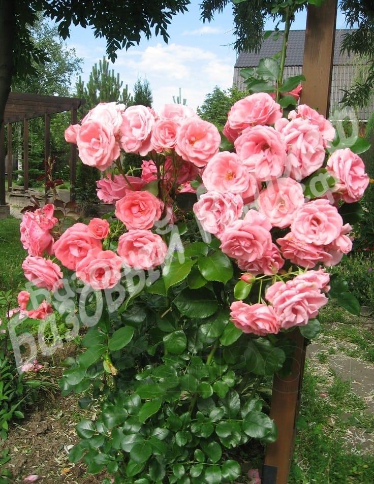 Роза Лавиния