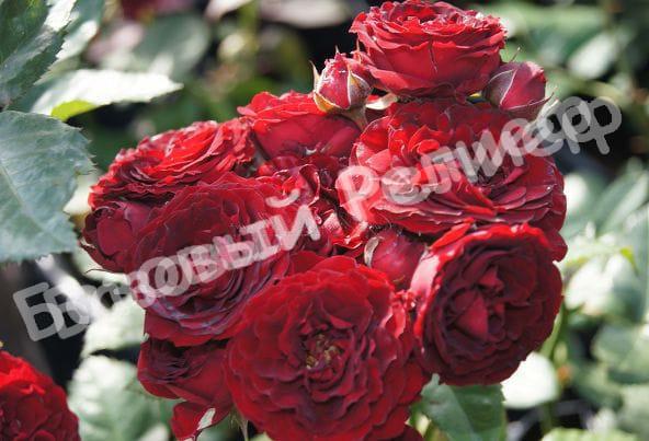 Роза Ред Сенсейшн