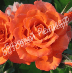 Роза Алегрия