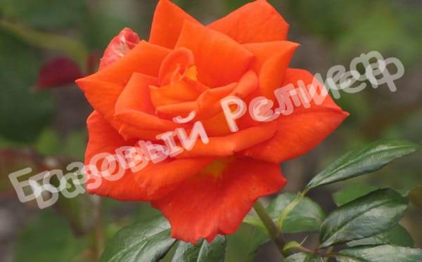 Роза Моника