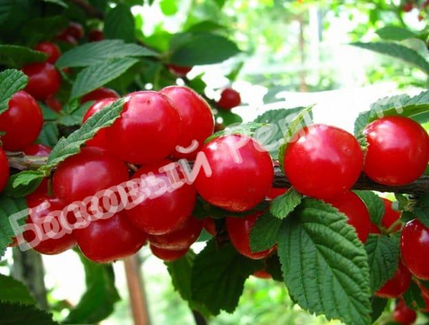 Войлочная вишня Алиса