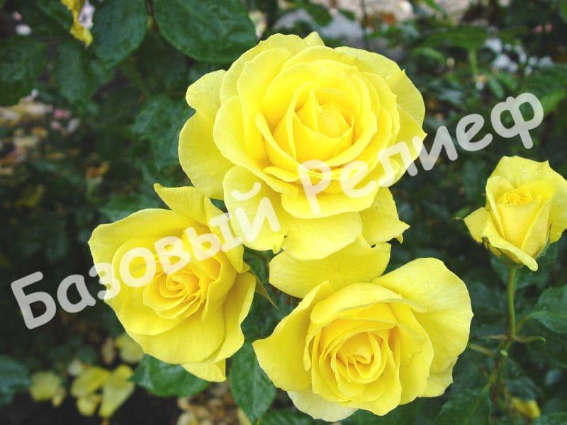 Роза Санторини