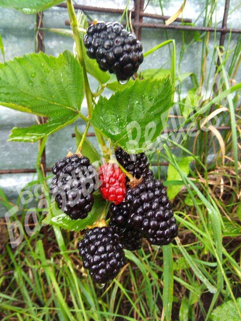 Ежевика Апачи