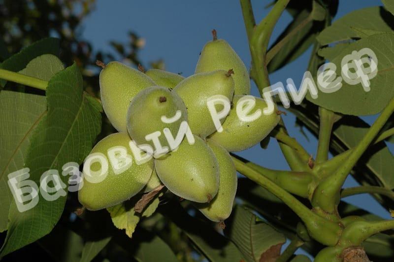 Орех маньчжурский