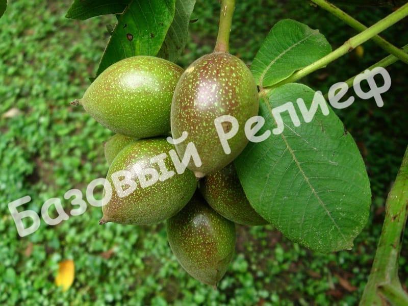 Орех айлантолиский (Зибольда)