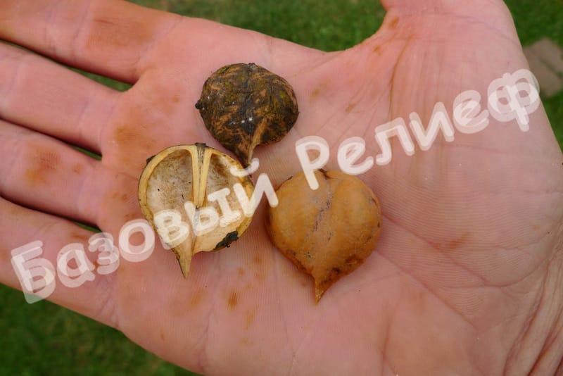 Орех Сердцевидный