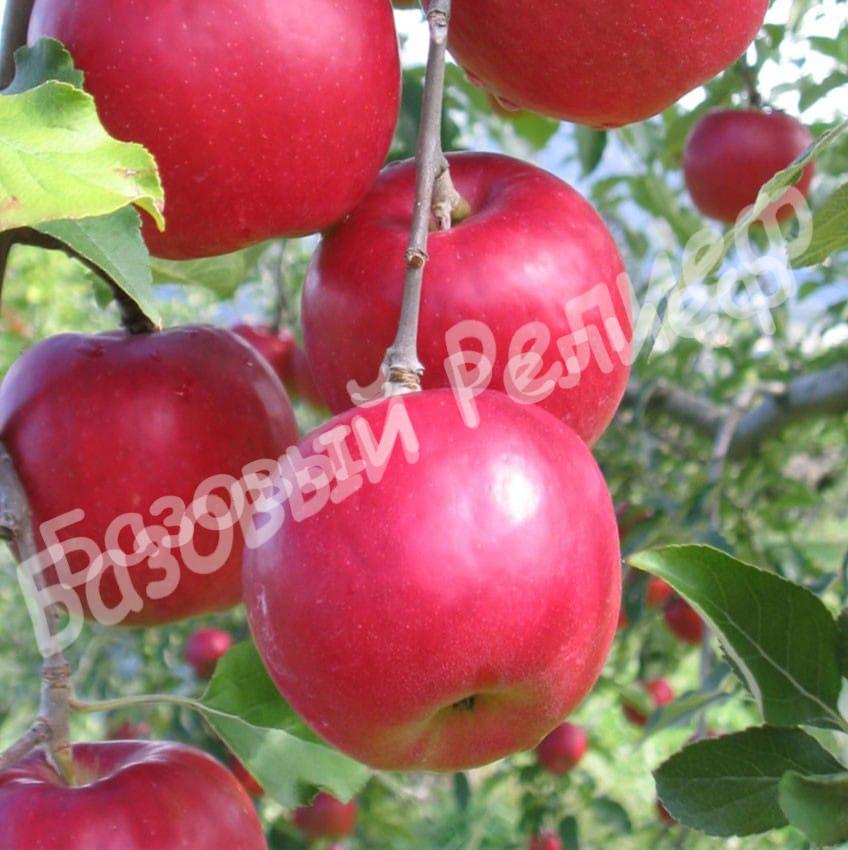 Яблоня Афродита