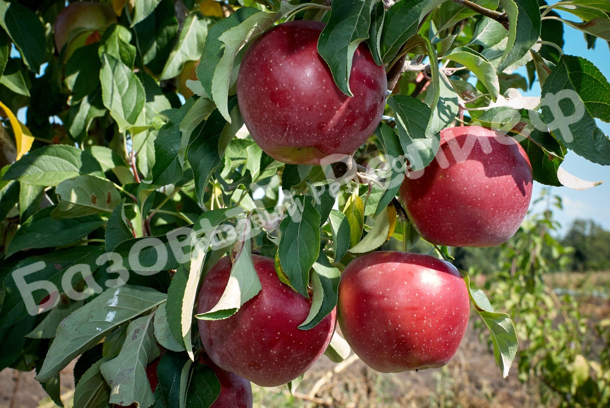 Яблоня Алеся (Олеся)
