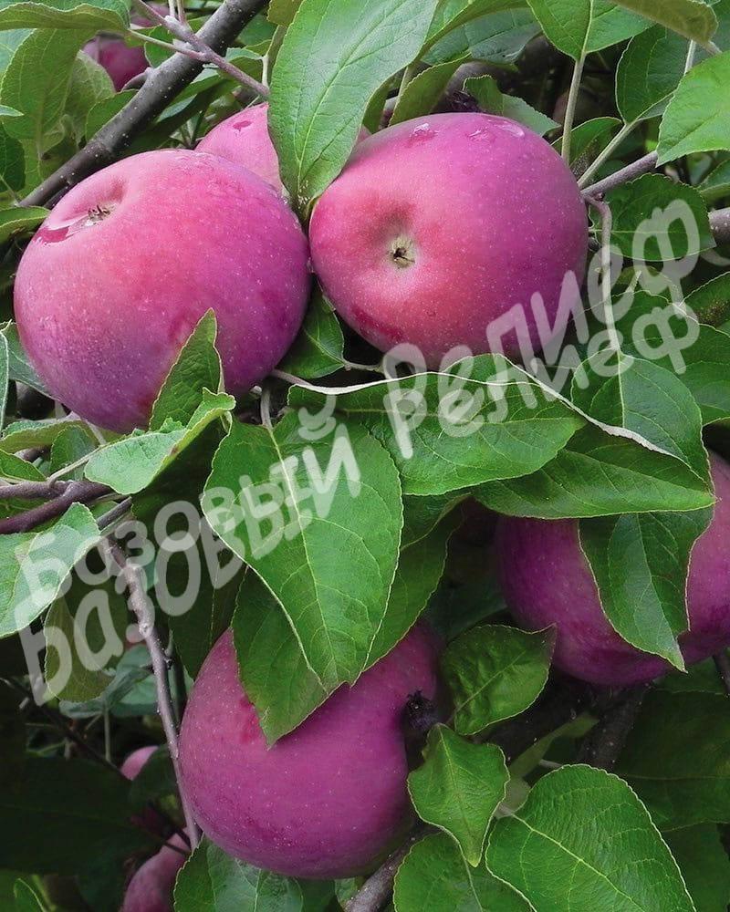Яблоня Анис Свердловский