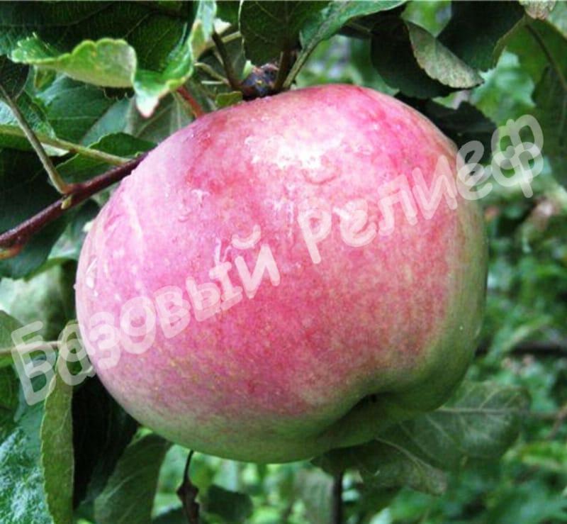 Яблоня Апорт алматинский (Александр)