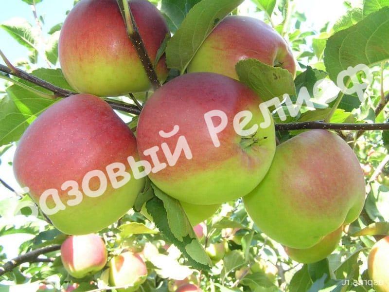 Яблоня Башкирская красавица (Башкирский красавец)