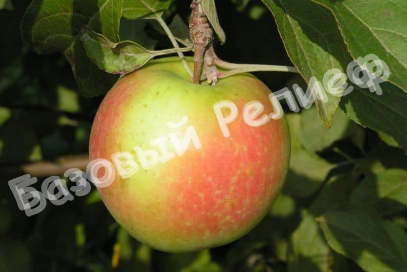 Яблоня Белана
