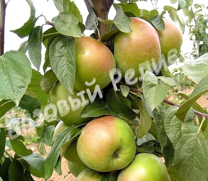 Яблоня Белана