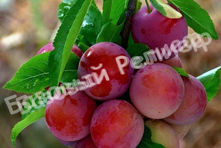Алыча Кубанская Комета