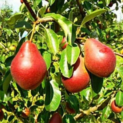 Груша Нарядная Ефимова