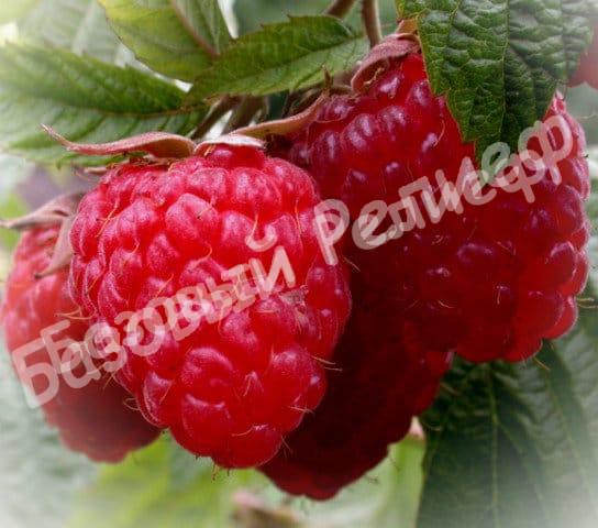 Малина Геракл