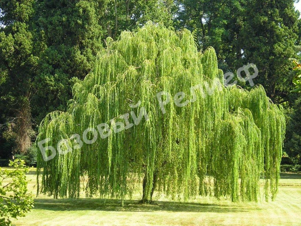 Ива плакучая Salix