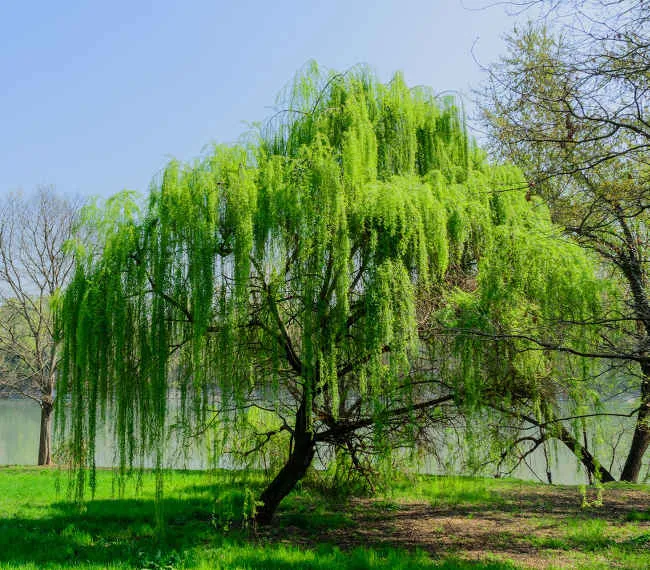 Ива плакучая Salix