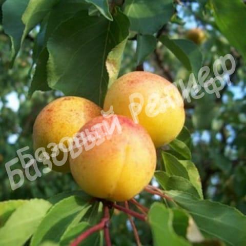 Абрикос Десертный