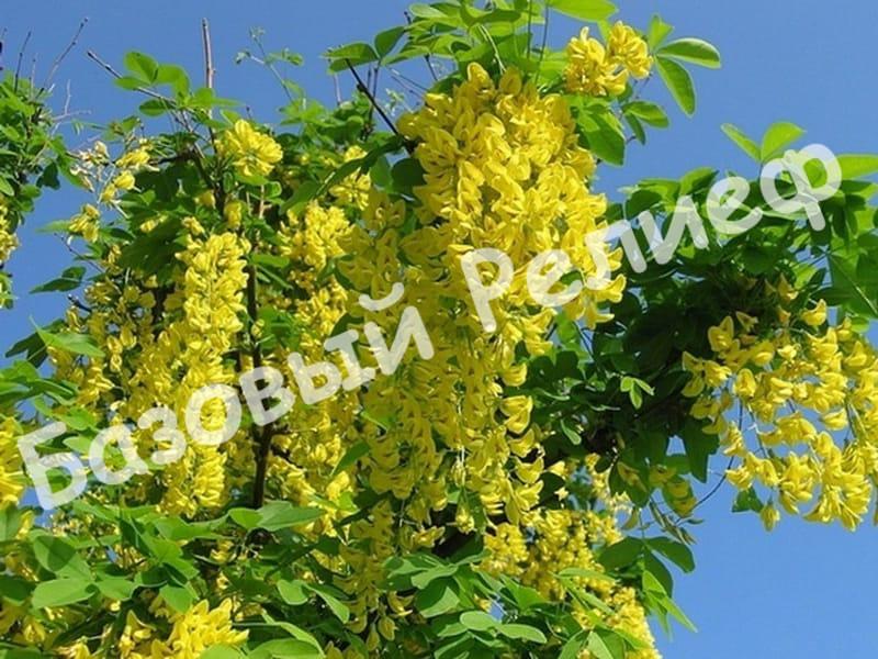 Акация желтая (Карагана)