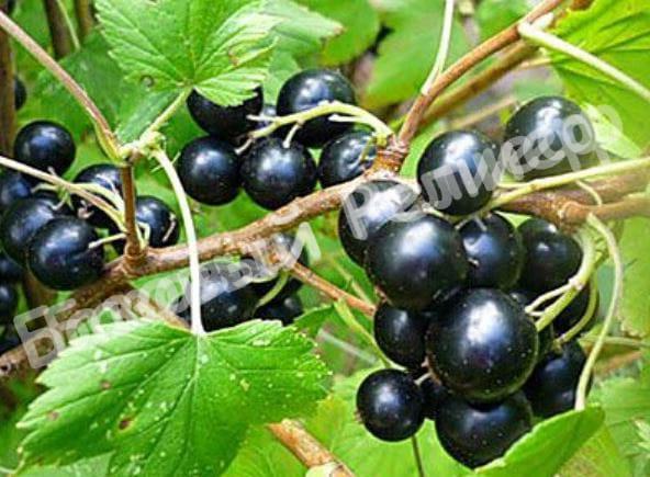 Чёрная смородина селеченская