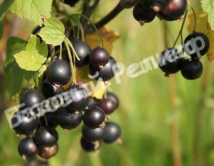 Чёрная смородина селеченская