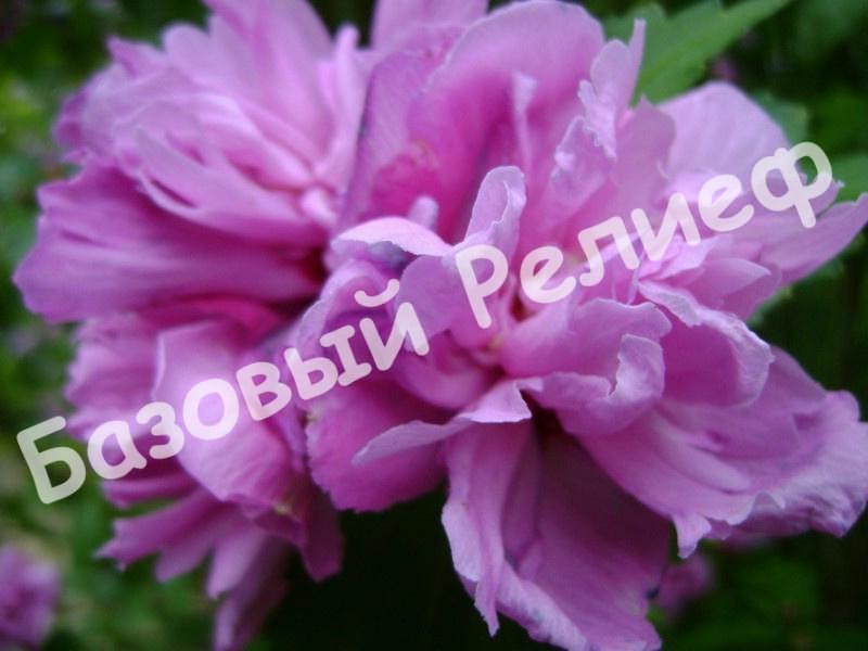 Гибискус Арденс