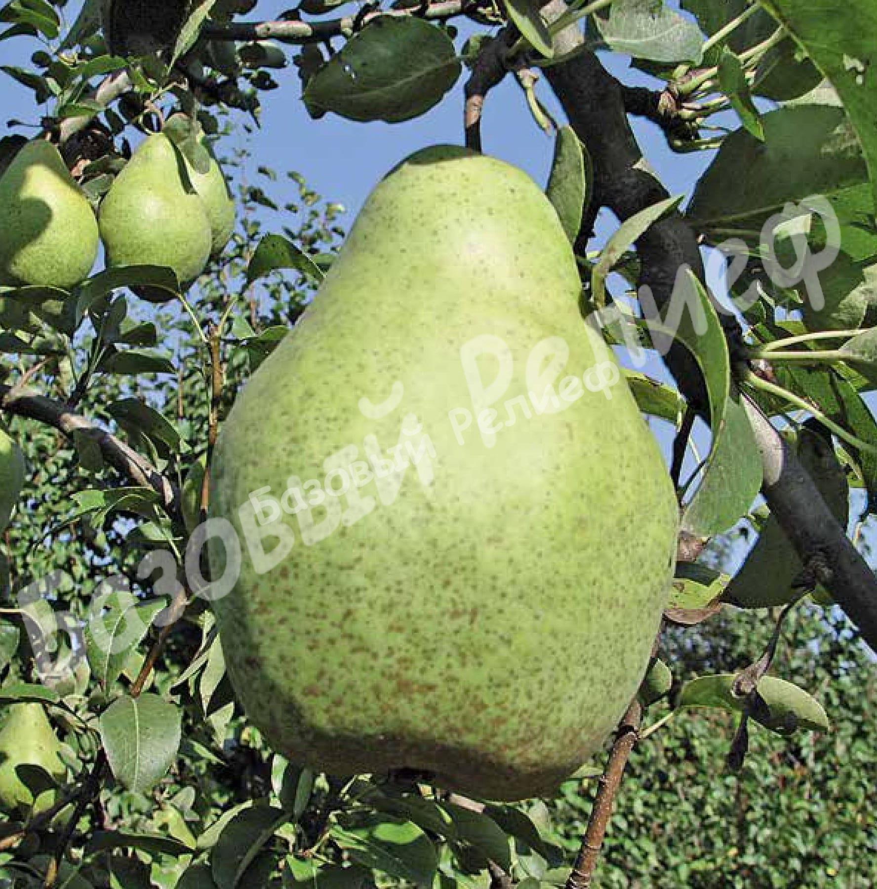 Груша Ноябрьская