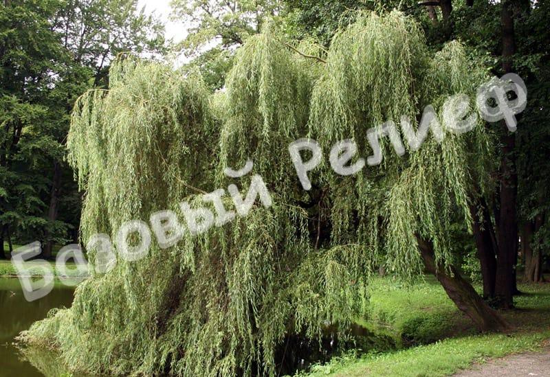 Ива Белая