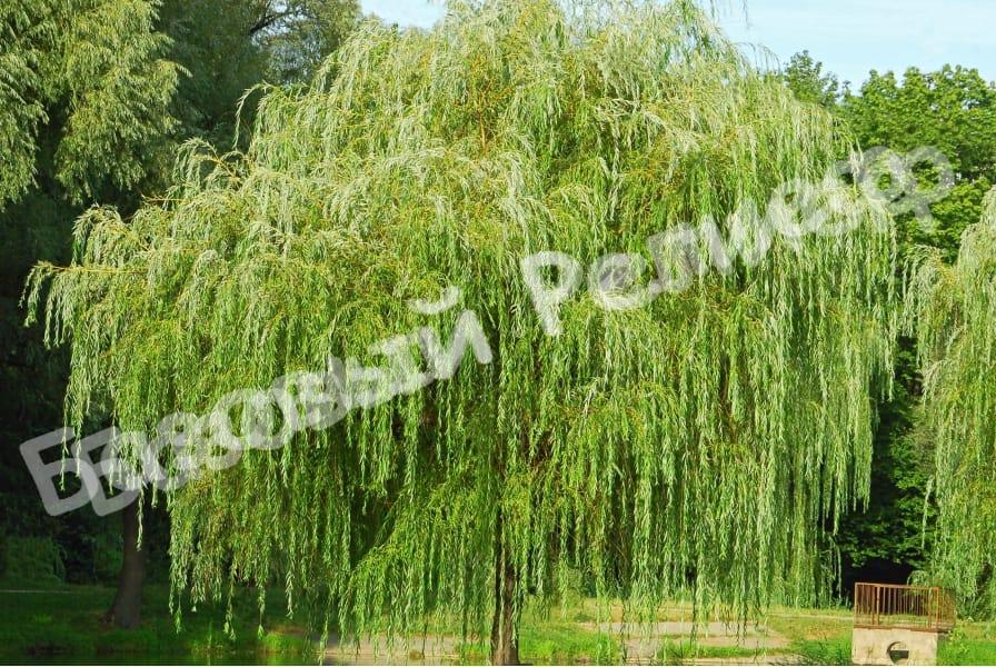Ива плакучая Salix