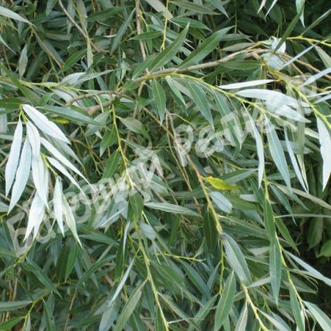 Ива плакучая Salix