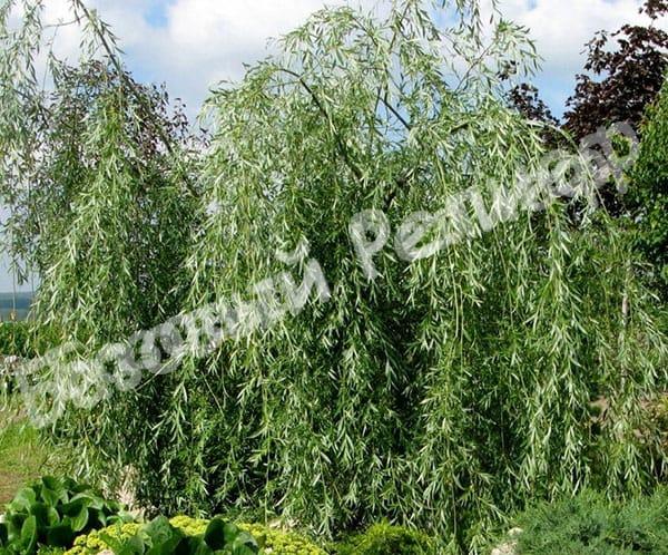 Ива плакучая Salix